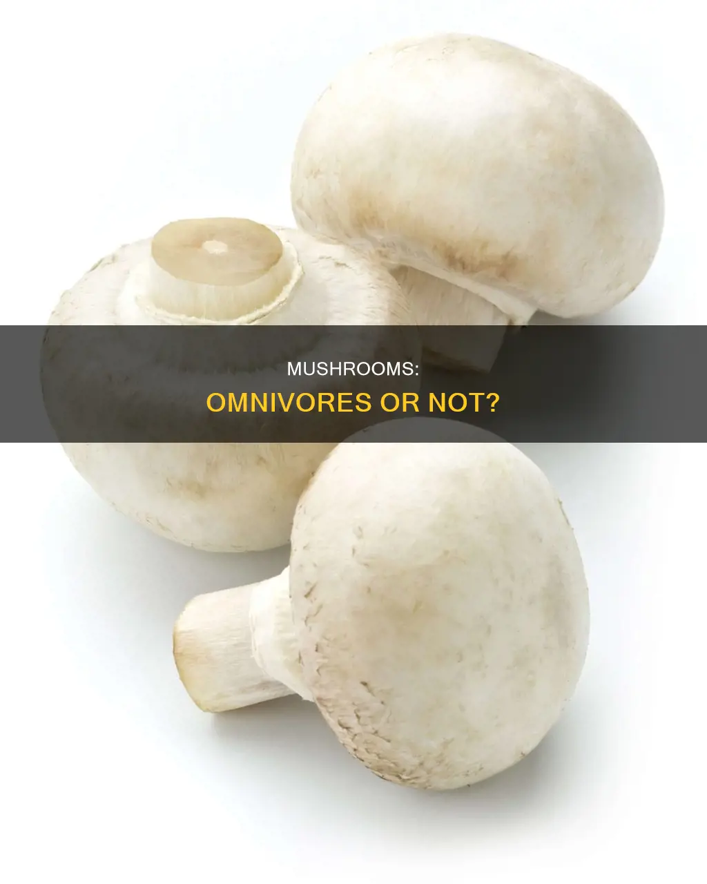 are mushrooms omnivores