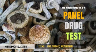 Mushrooms: What Drug Tests Can Detect