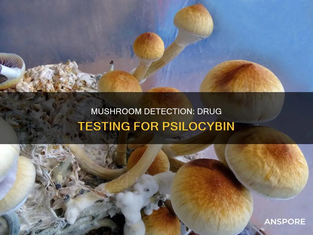 are mushrooms on drug test