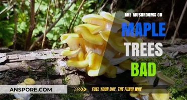 Are Mushrooms on Maple Trees Harmful? Understanding Fungal Growth