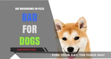 Mushrooms on Pizza: Are They Safe for Dogs to Eat?