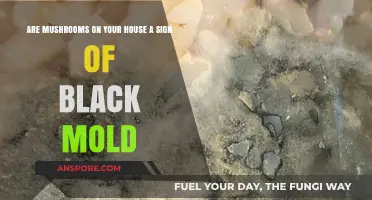 Signs of Black Mold: Mushrooms in Your House