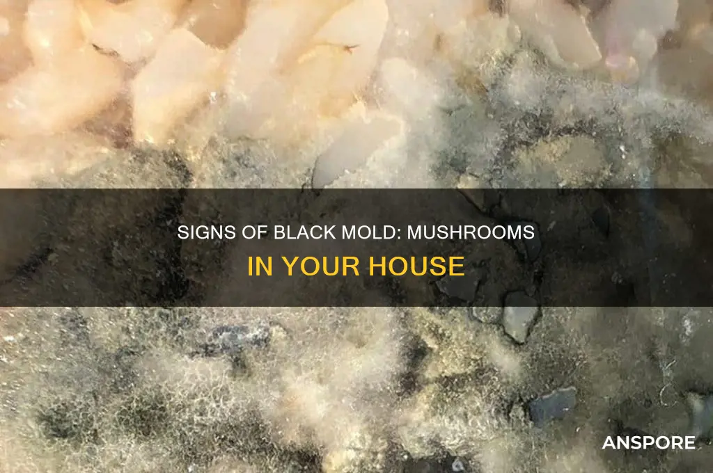 are mushrooms on your house a sign of black mold