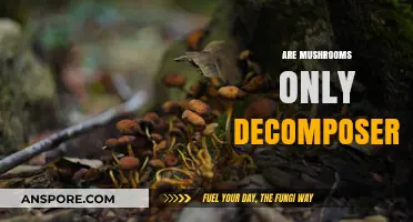 Mushrooms: Beyond Decomposition