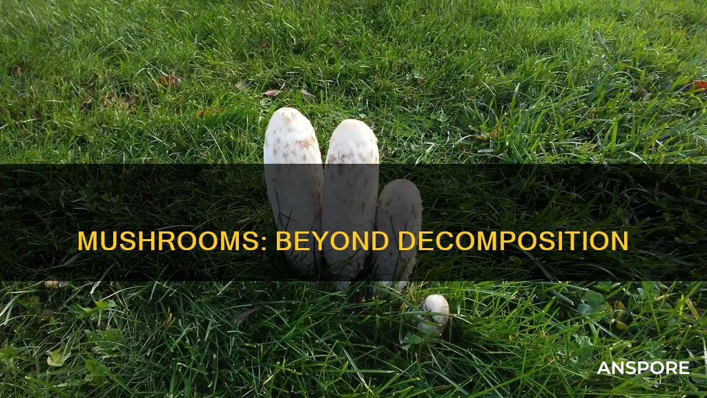 are mushrooms only decomposers