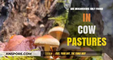 Mushrooms: Beyond Cow Pastures