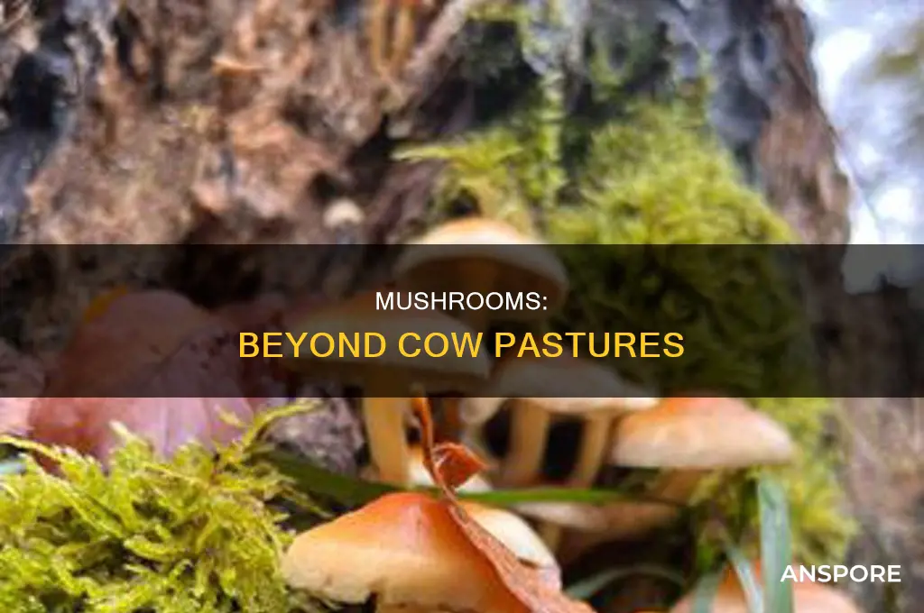 are mushrooms only found in cow pastures