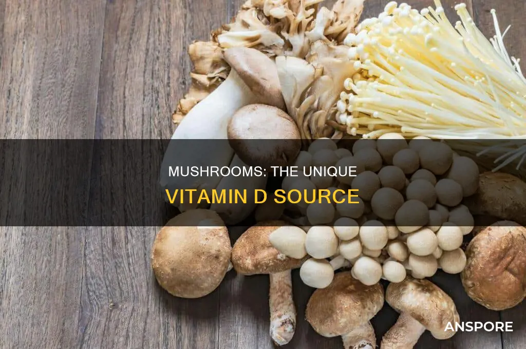 are mushrooms only plant that have vitamin d