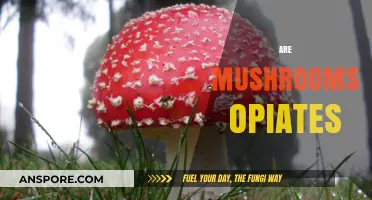 Mushrooms: Nature's Opiates?