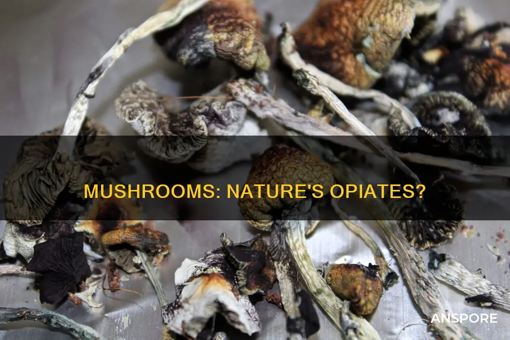 are mushrooms opiates
