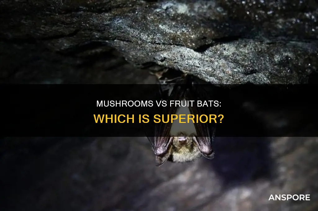 are mushrooms or fruit bats better