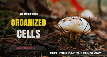 Mushrooms: Complex Cellular Networks