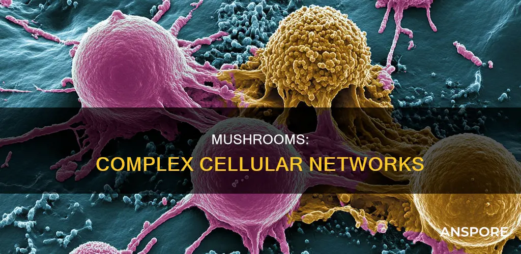 are mushrooms organized cells