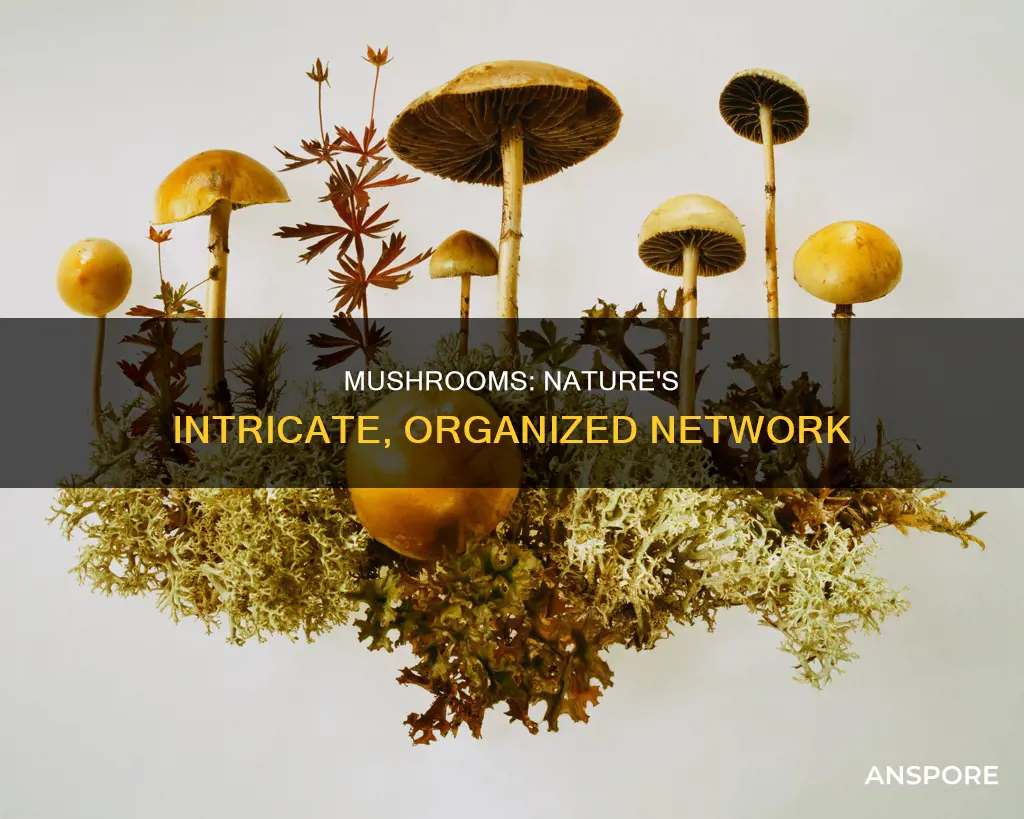 are mushrooms orgnized