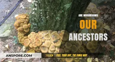 Mushrooms: Ancient Ancestors or Just Fungi?
