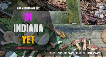 Indiana Mushroom Hunting: When's the Best Time?