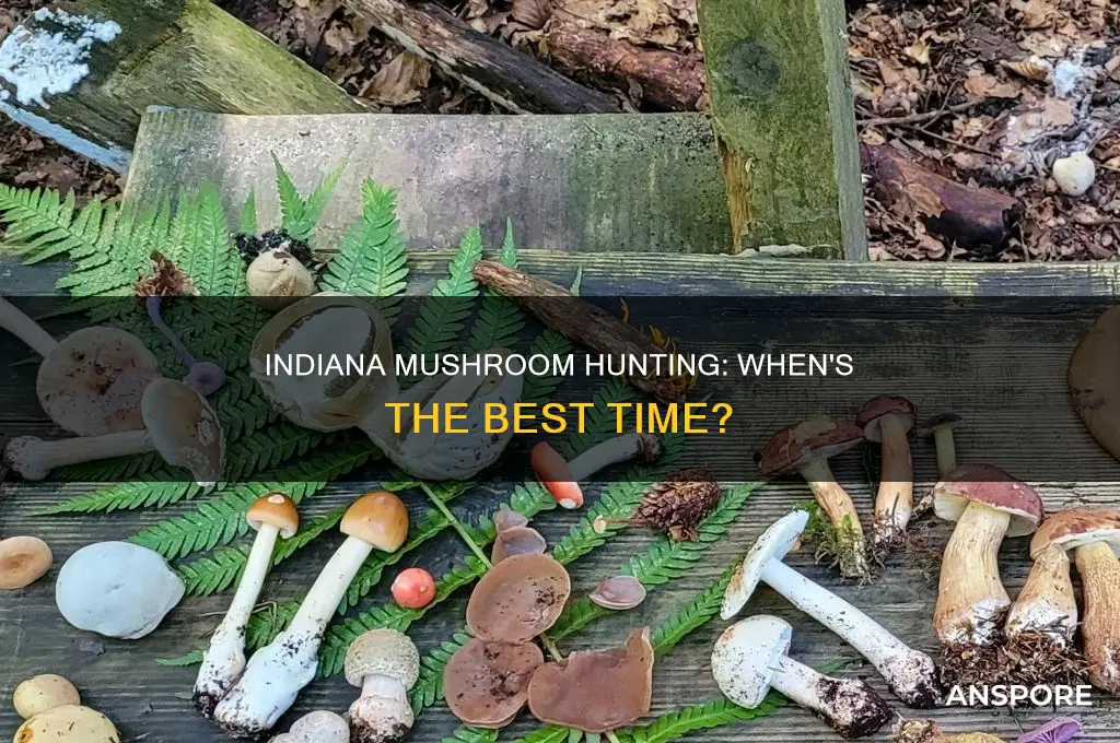 are mushrooms out in indiana yet