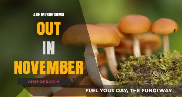 Mushroom Hunting: November's Bounty