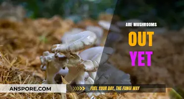 Mushroom Hunting: When to Forage