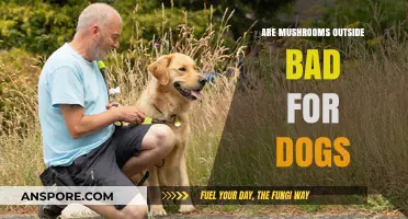 Are Outdoor Mushrooms Safe for Dogs? Risks and Precautions Explained