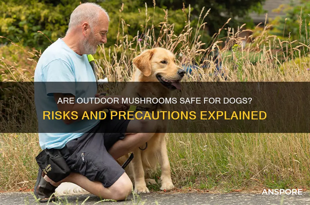 are mushrooms outside bad for dogs