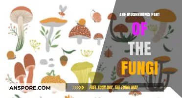 Mushrooms: A Tasty Member of the Fungi Family