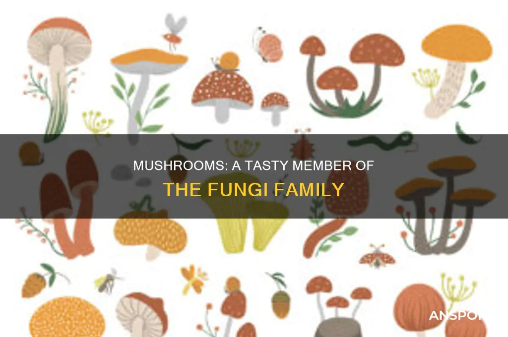are mushrooms part of the fungi