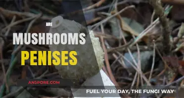 Mushroom Mysteries: Are They Penises?