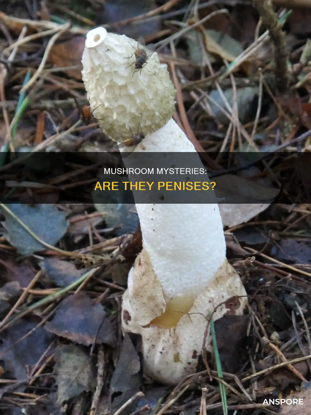 are mushrooms penises