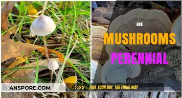Mushrooms: Perennial or Not?