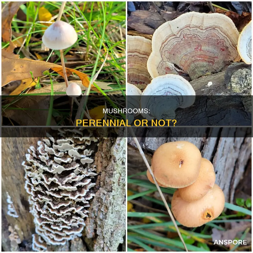 are mushrooms perennial