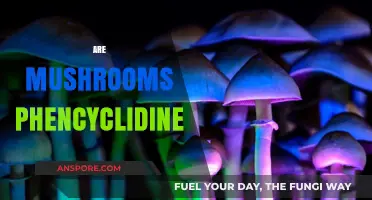 Psychedelics and Hallucinogens: Are Mushrooms Phencyclidine?