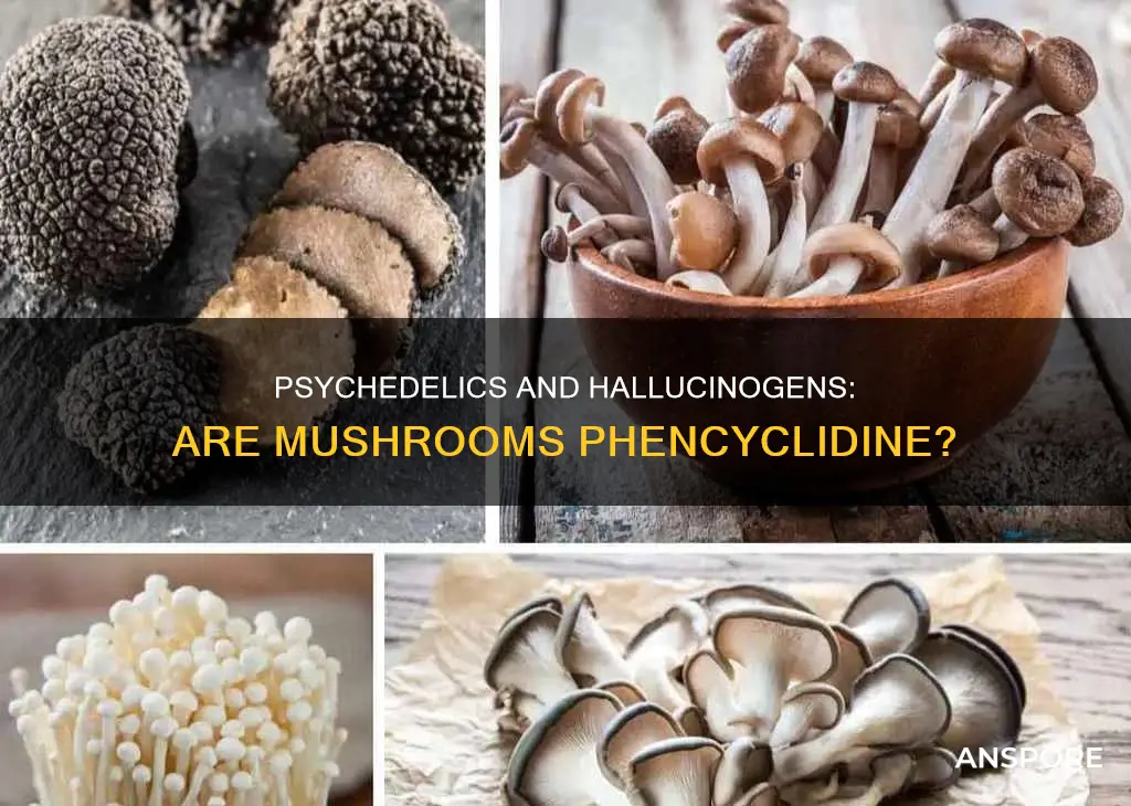 are mushrooms phencyclidine