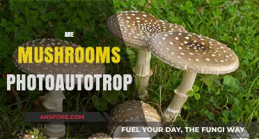 Mushrooms: Photoautotrophs or Not?