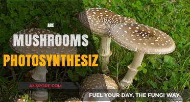 Mushrooms: Photosynthesis and Their Unique Energy Source