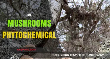 Mushrooms: Nature's Phytochemical Powerhouses