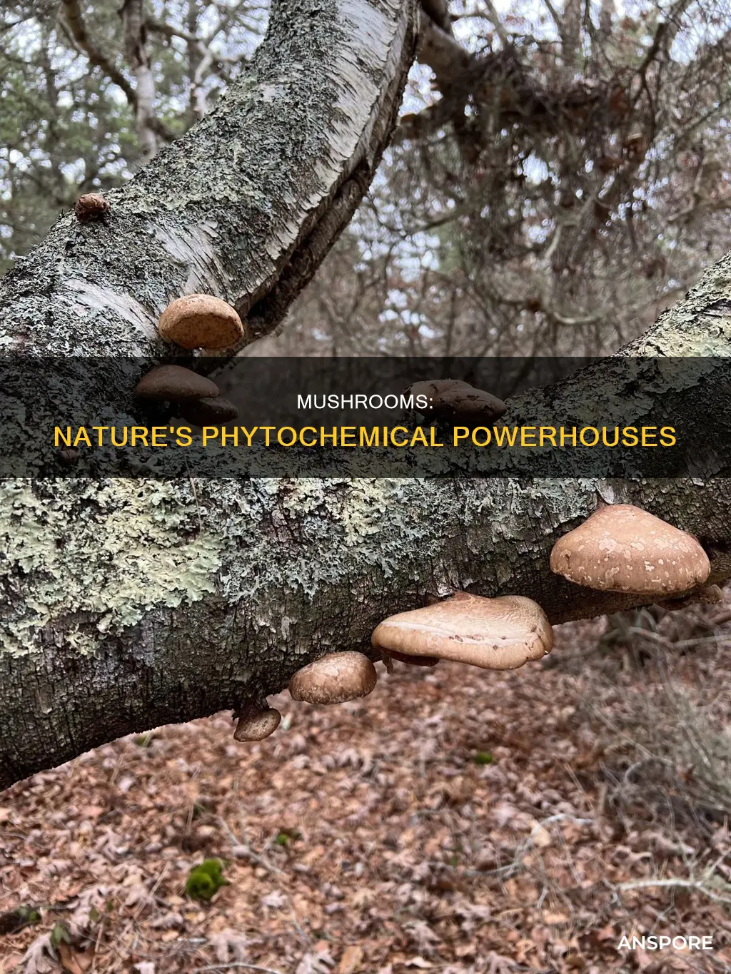 are mushrooms phytochemicals