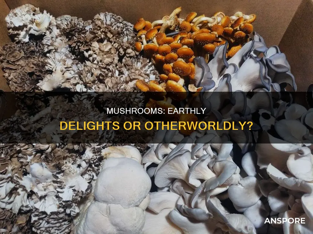 are mushrooms planets