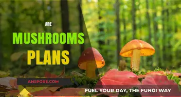 Mushrooms: Fungal Friends or Plants in Disguise?