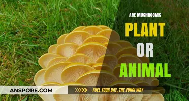 Mushrooms: Plants or Animals?