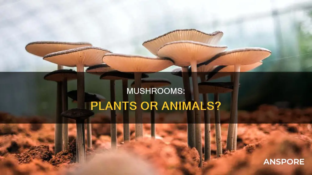are mushrooms plant or animal