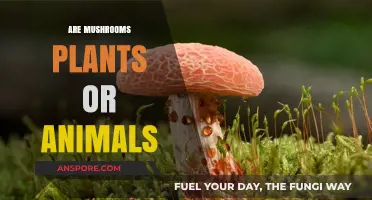 Mushrooms: Plants or Animals?