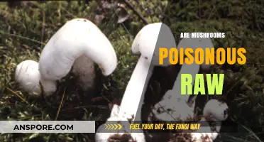 Raw Mushrooms: Are They Safe to Eat or Poisonous?