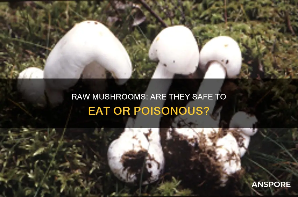 are mushrooms poisonous raw