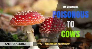 Are Mushrooms Poisonous to Cows? Understanding Risks and Safety