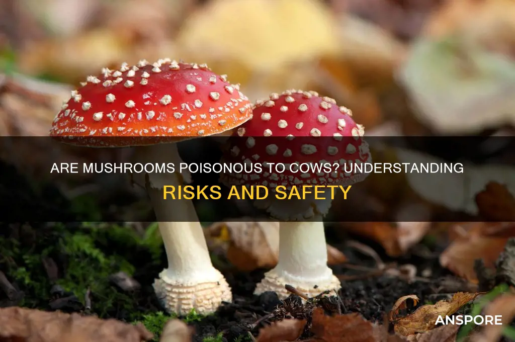 are mushrooms poisonous to cows