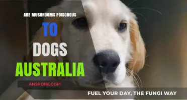 Are Mushrooms Poisonous to Dogs in Australia? A Pet Owner's Guide