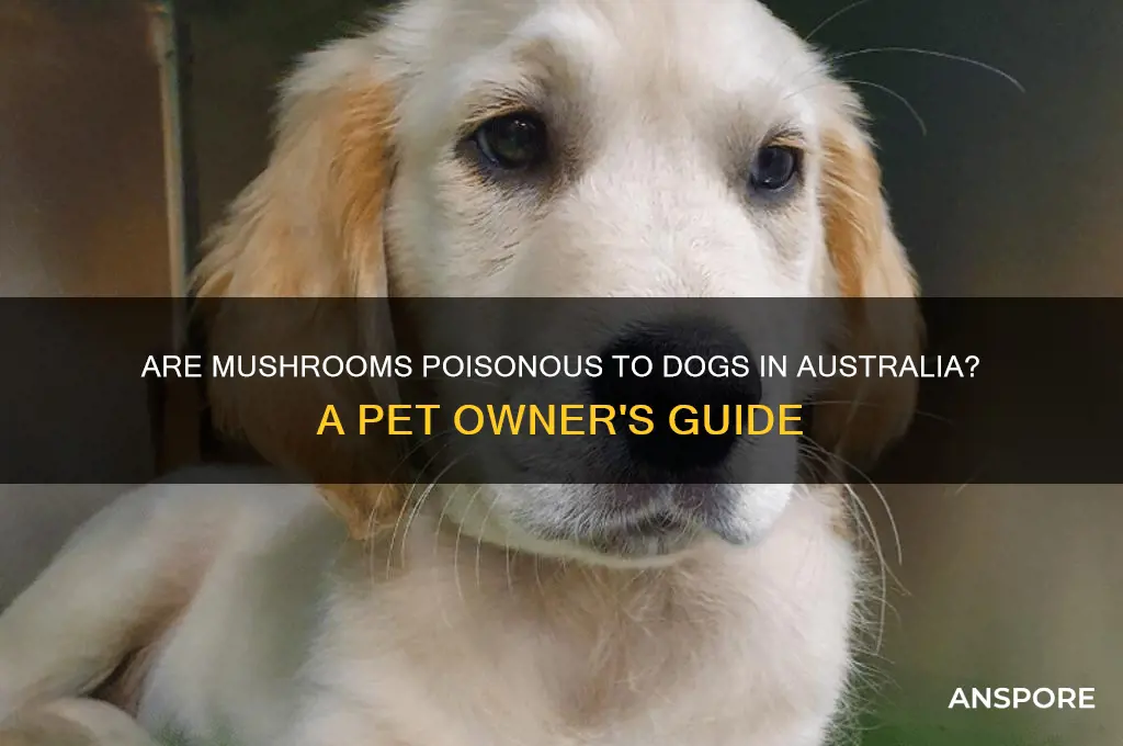 are mushrooms poisonous to dogs australia