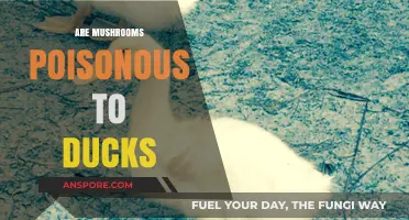 Can Ducks Safely Eat Mushrooms? Toxicity Risks Explained