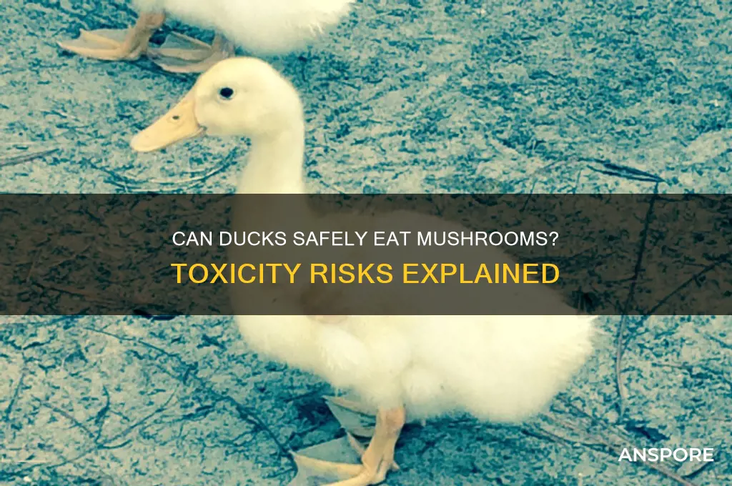 are mushrooms poisonous to ducks